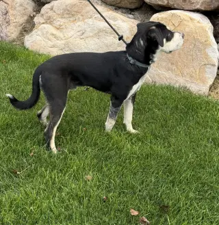Bonzai