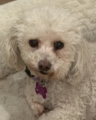 Cutie