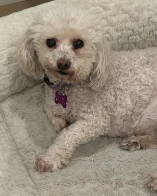 Cutie