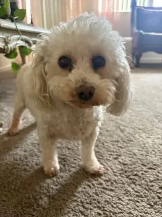 Cutie