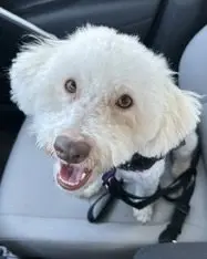 Maggie