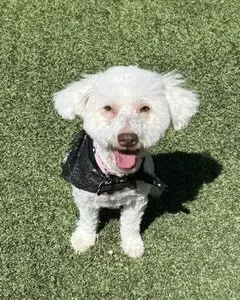 Maggie