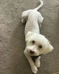 Maggie