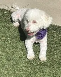 Maggie