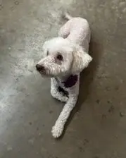 Maggie