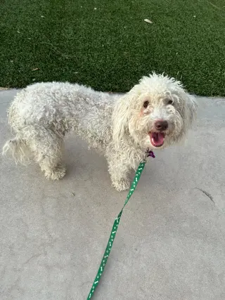 Maggie