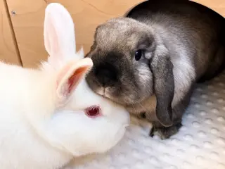 Sully (& Sable)