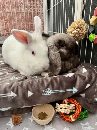 Sable (& Sully)