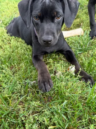 Gina