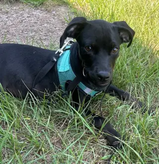Gina