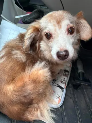 Debbie