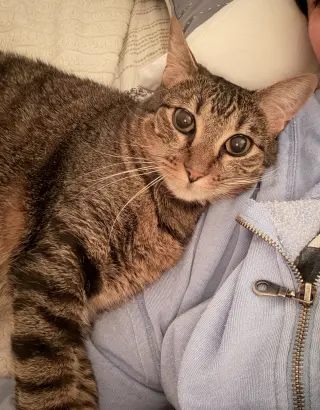 Cai