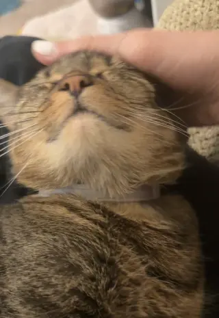 Cai