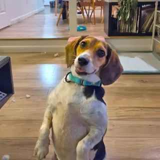 Sophie
