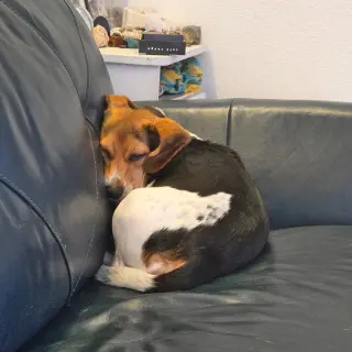 Sophie