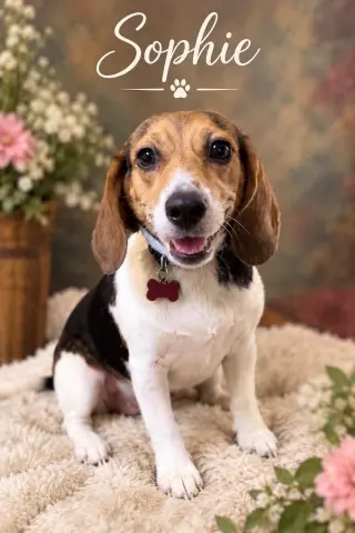 Sophie