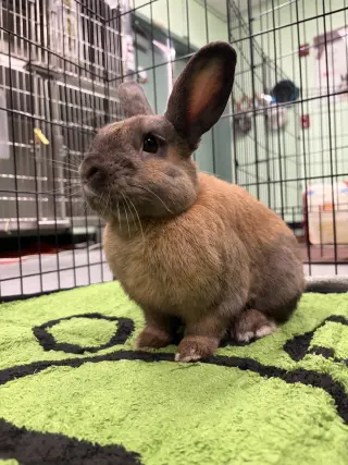 Pierre