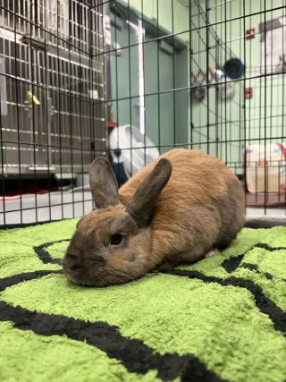 Pierre