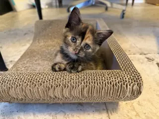 Vega