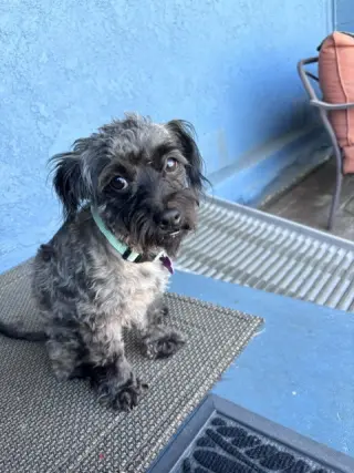 Oreo