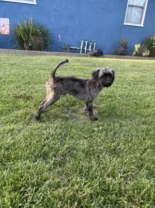 Oreo