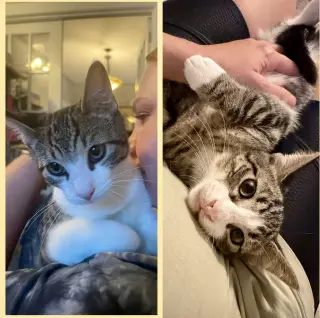 Java & Bellini