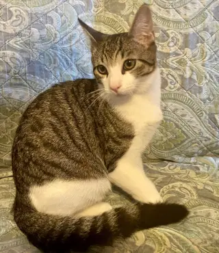 Java & Bellini