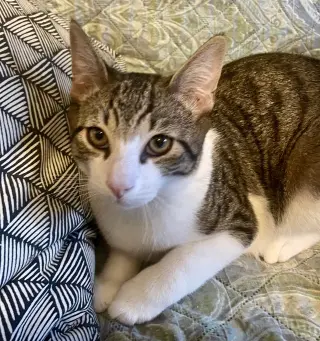 Java & Bellini