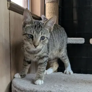Magoo 6.9.26 (med waiver)