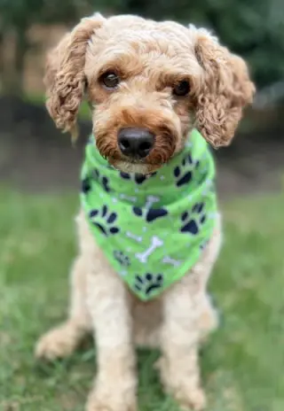 Oliver
