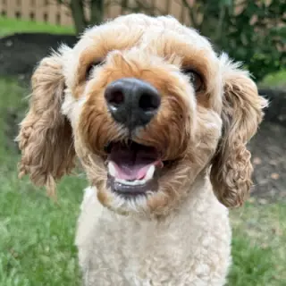 Oliver
