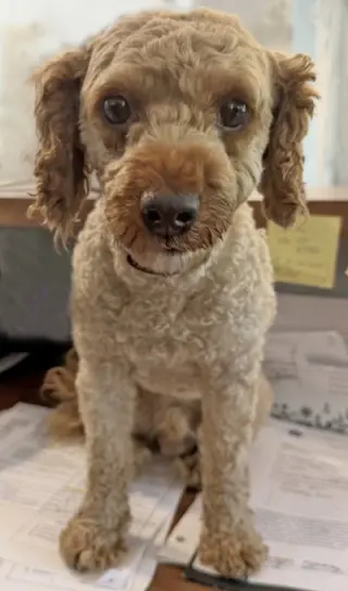 Oliver