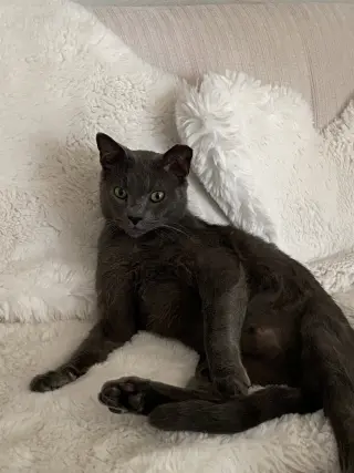 Romeo