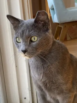 Romeo