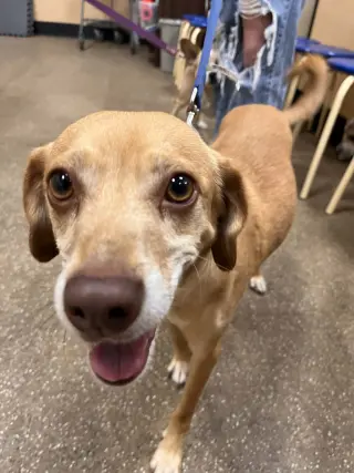 Odie