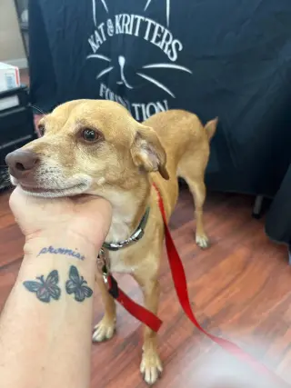 Odie