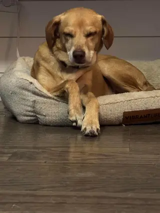 Odie