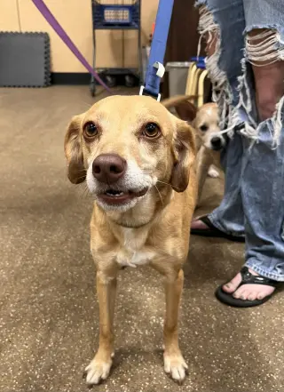 Odie
