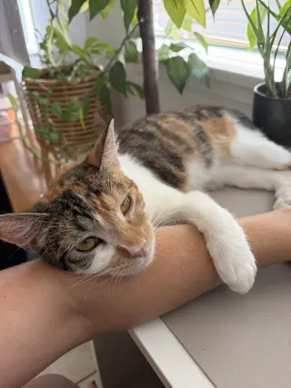 Hazel.