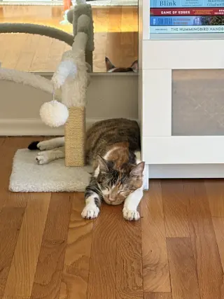 Hazel.