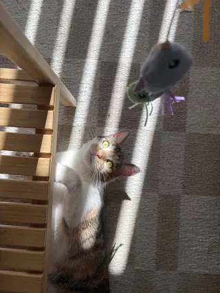 Hazel.