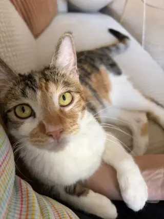 Hazel.