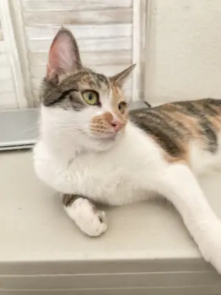Hazel.