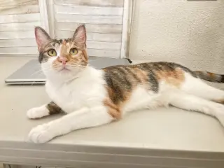 Hazel.