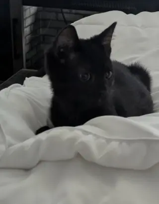 Toby
