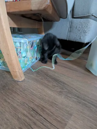 Toby