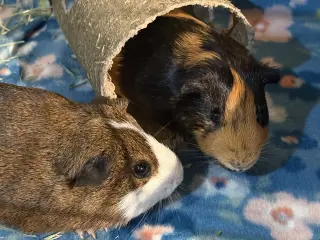 Oliver (& Ozzie)
