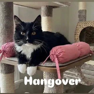 Hangover