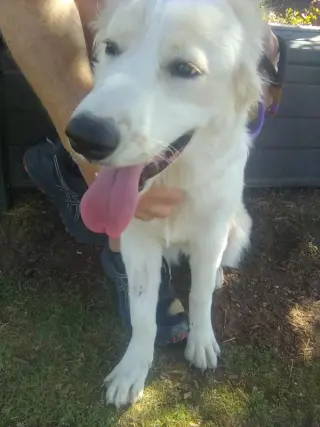 Amelia