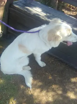 Amelia